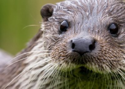 動物主題圖畫書的想法